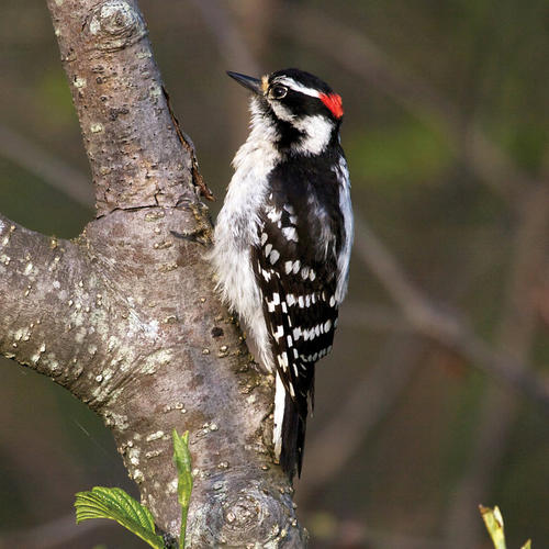 Downy Woodpecker